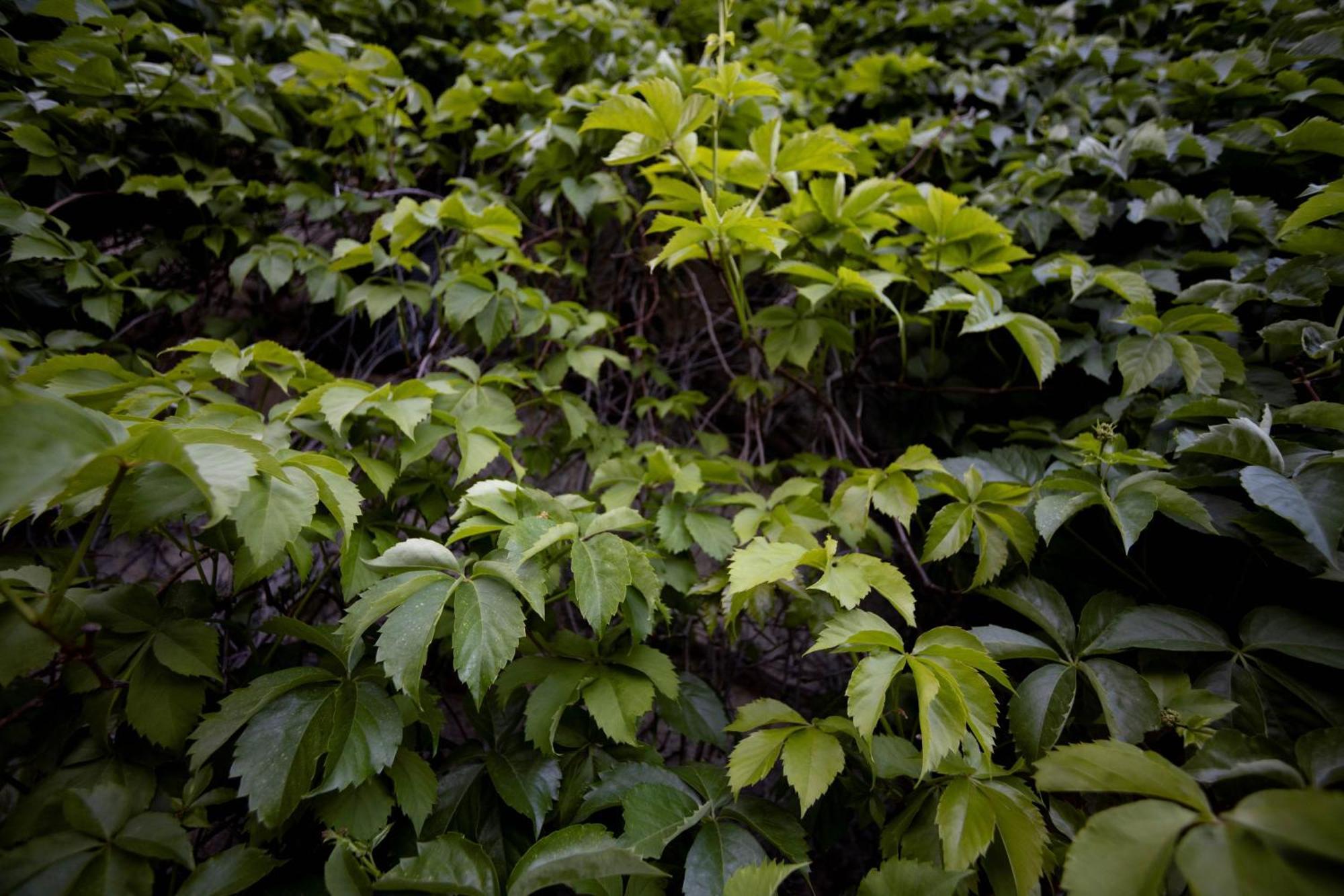 Parco Statella Villa Montelaguardia Buitenkant foto